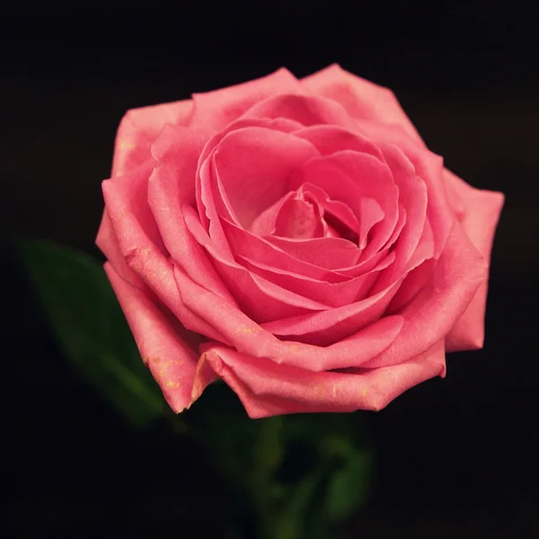 Maravillosas rosas rosadas — Foto de Stock