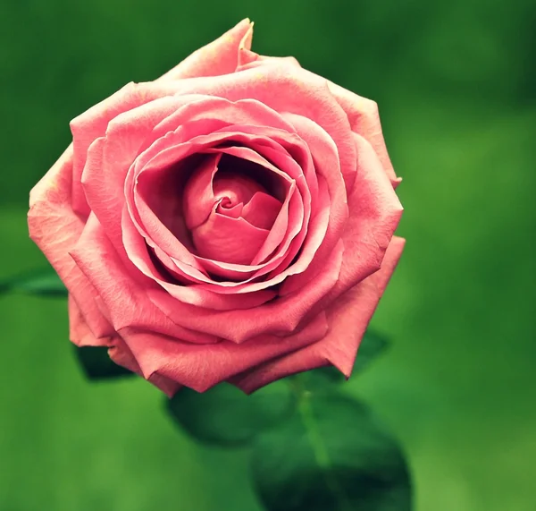 Maravillosas rosas rosadas — Foto de Stock