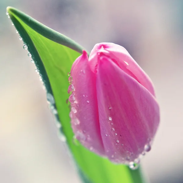 Es un hermoso tulipanes rosados — Foto de Stock