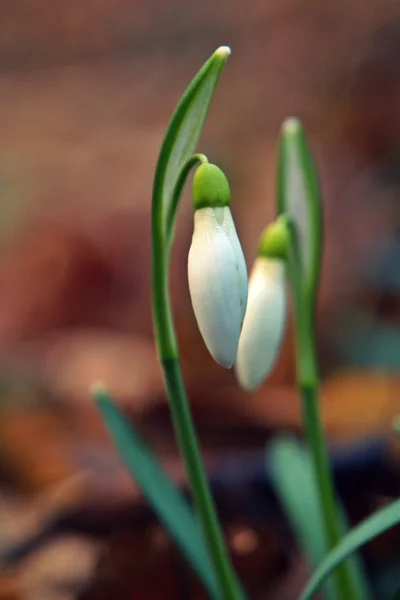 Gotas de neve cercadas por bosques no início da primavera — Fotografia de Stock