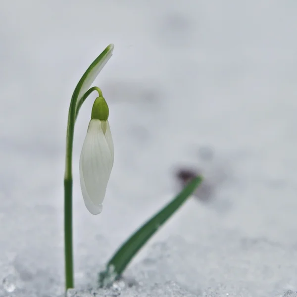 Snowdrops in a forest, snowy spring. — Stock Photo, Image