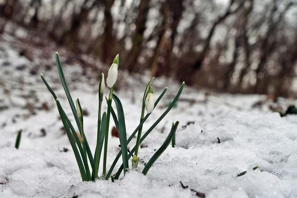 Gotas de neve em uma floresta, primavera nevada . — Fotografia de Stock