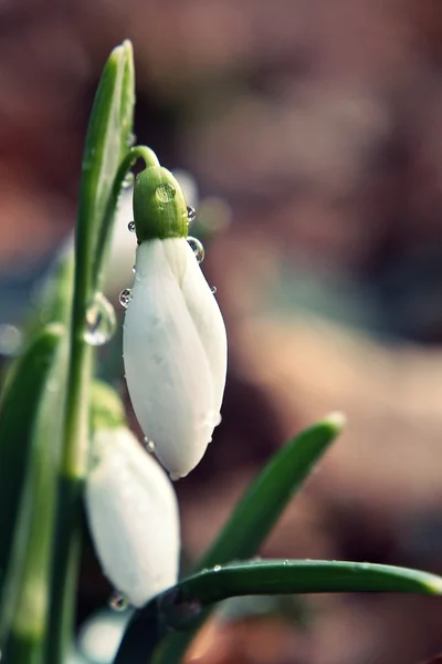 Gouttes de neige fraîches et tièdes dans la forêt . — Photo