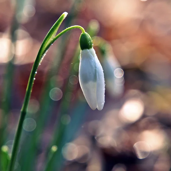 Gouttes de neige fraîches et tièdes dans la forêt . — Photo