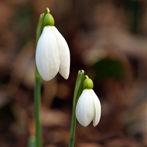 Gouttes de neige fraîches et tièdes dans la forêt . — Photo