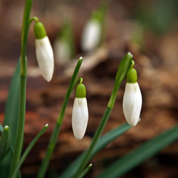 Amazing snowrops sol primavera — Fotografia de Stock