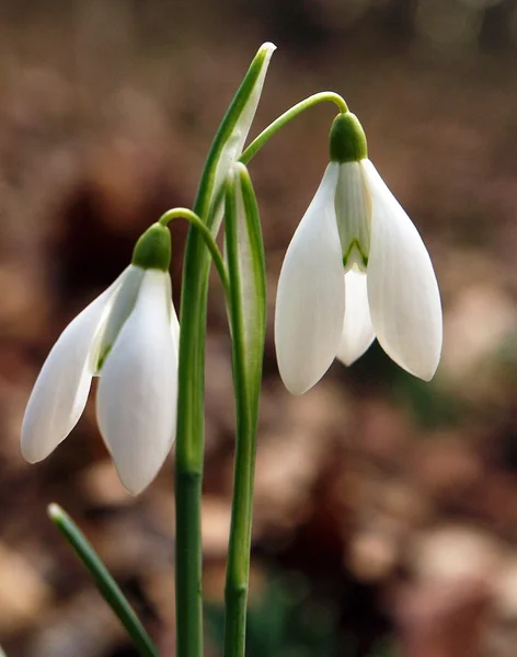 Amazing snowrops sol primavera — Fotografia de Stock