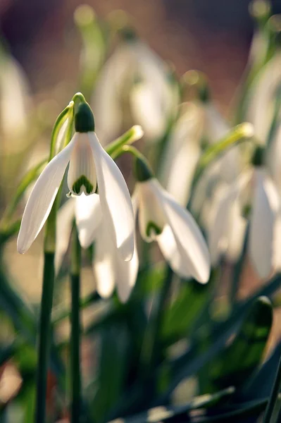 Incroyable neige rops printemps soleil — Photo