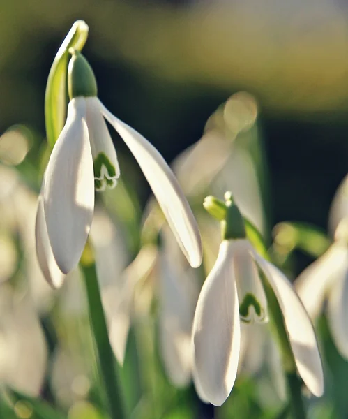 Incroyable neige rops printemps soleil — Photo