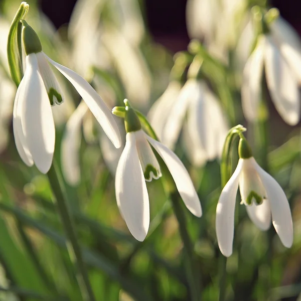 Incroyable neige rops printemps soleil — Photo