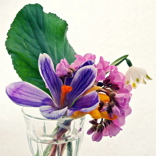 Colorful bouquet of cut flowers — Stock Photo, Image