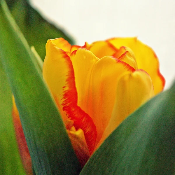 Erstaunliche gelbe Tulpenblätter — Stockfoto