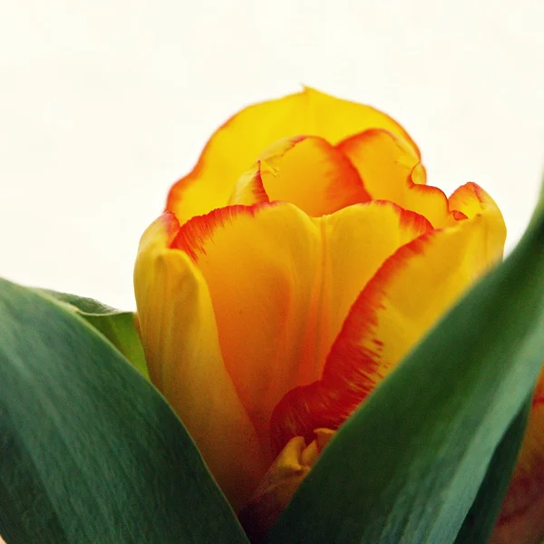 Étonnants pétales de tulipe jaune — Photo