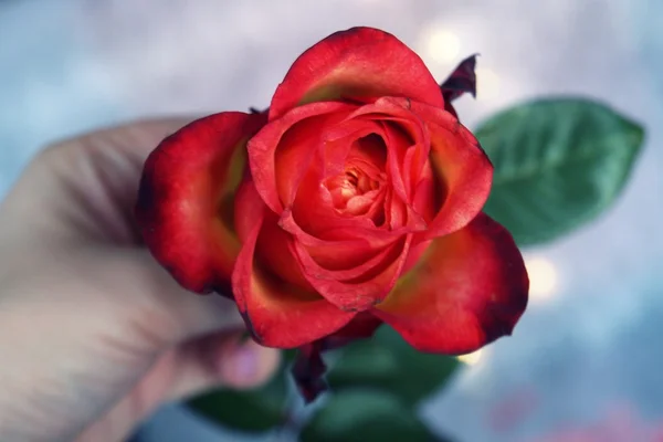 Červené růže v jedné ruce dárek — Stock fotografie
