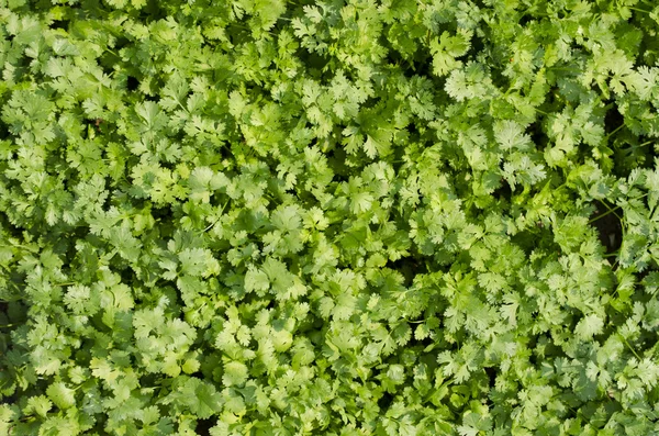 O campo de coentro verde . Fotos De Bancos De Imagens