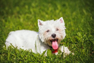 Şirin küçük köpek.