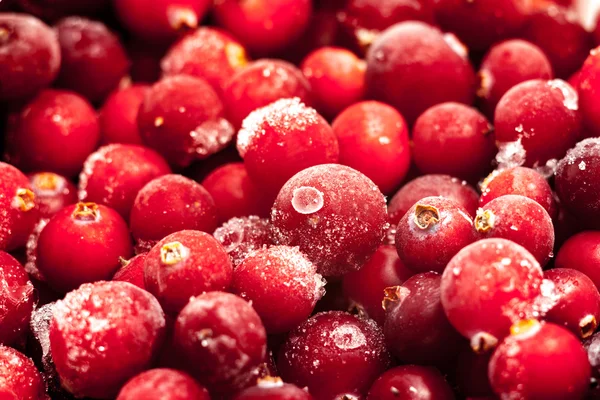 Cranberry congelado em branco — Fotografia de Stock