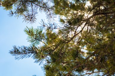 Çam dalları portre vurdu