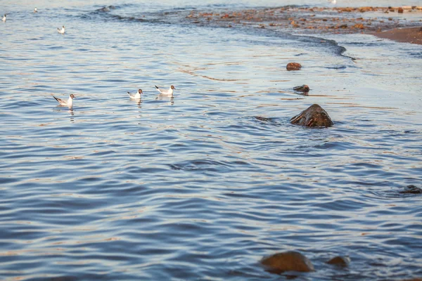 Gaivotas no mar Báltico — Fotografia de Stock