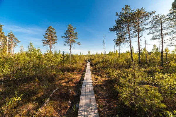 Trästig på myrmark i Estland Stockfoto