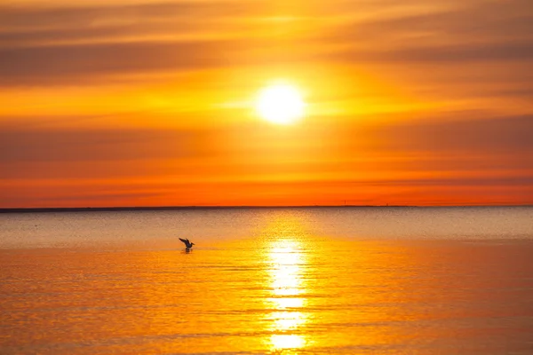 Η Seagull την αλίευση στη Βαλτική θάλασσα — Φωτογραφία Αρχείου