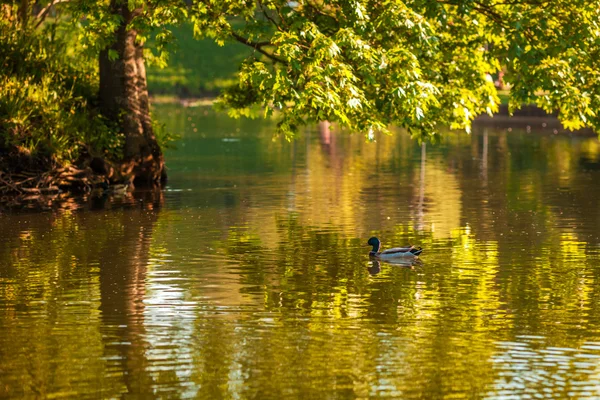 Canard nageant dans l'étang au beau parc — Photo