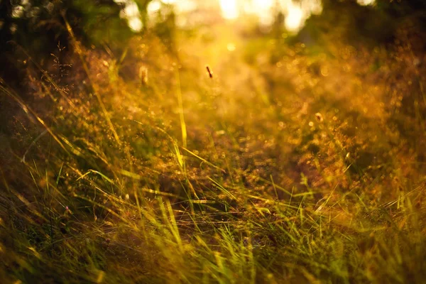 A napfény fű — Stock Fotó
