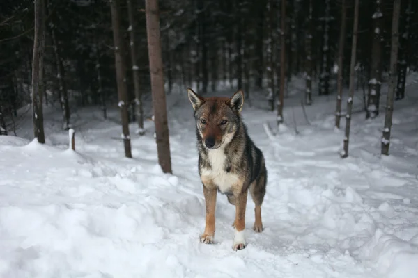 Cão na floresta — Fotografia de Stock