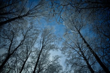 Yüksek kış ağaçlar