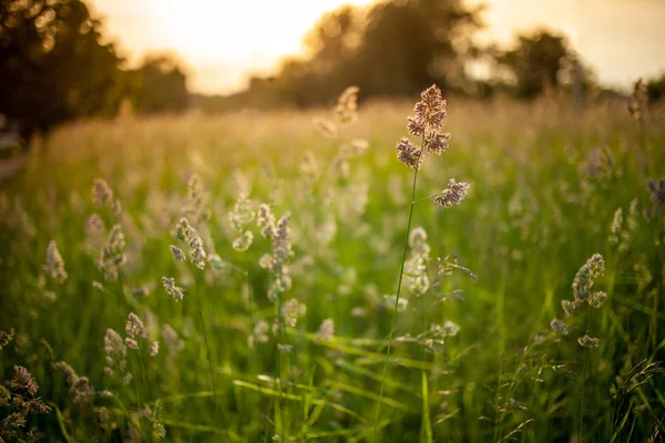 Večerní trávy na slunci — Stock fotografie
