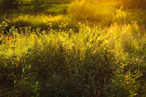 Večer zelené trávy v slunečním světle — Stock fotografie