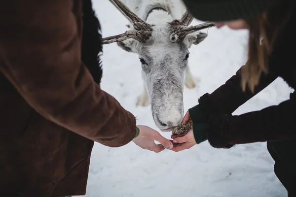 Garçon et fille nourrir cerf — Photo