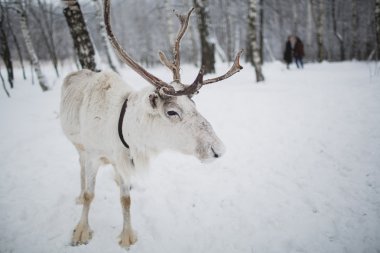 Kış orman beyaz geyik