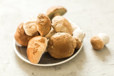 taze beyaz mantar levha