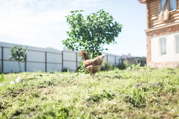 Paseos de pollo en el campo —  Fotos de Stock