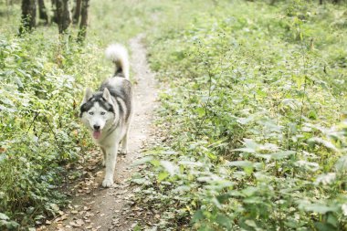 Husky köpek ormanda yürüyen yaz