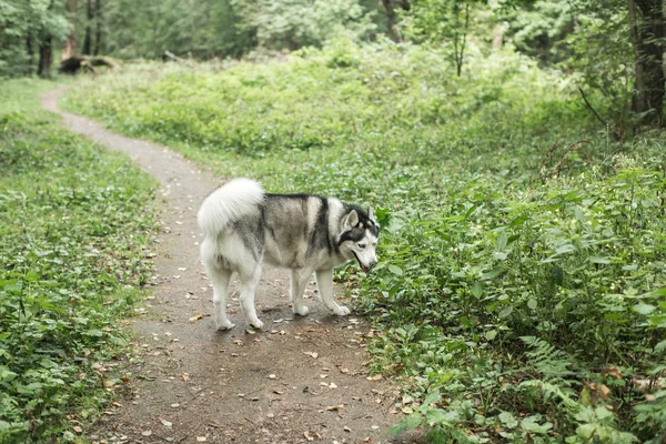 Cão Husky caminhando na floresta, verão — Fotografia de Stock