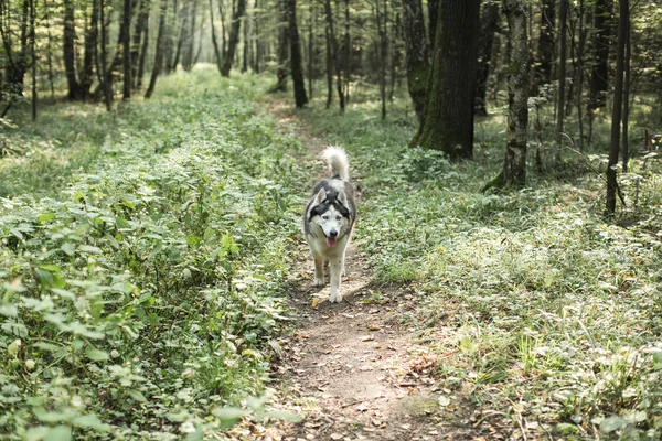 Husky hond wandelen in bos, zomer — Stockfoto