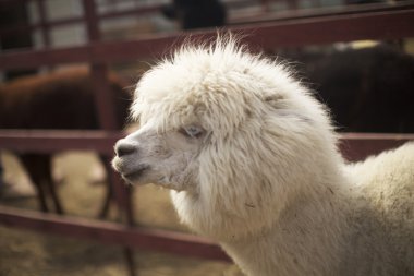 alpaka çiftliği alpaka