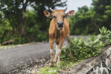 Şirin buzağı inek Bali
