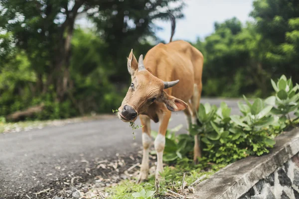 バリ島のかわいい子牛 — ストック写真