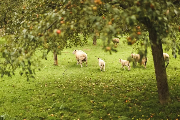 Schapen op het platteland van Normandië — Stockfoto