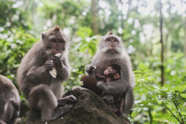 monkeys in the rainforest clipart