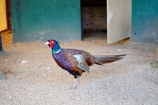 Beautiful pheasant in the paddock — Stock Photo, Image