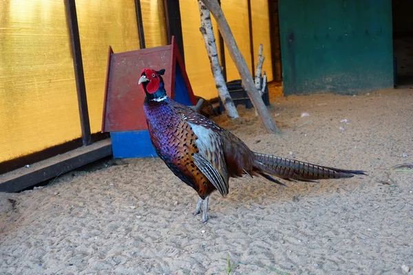 Mooie Fazant in de paddock — Stockfoto