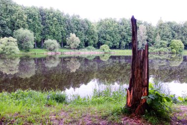 Ağaç kütüğü sahilde