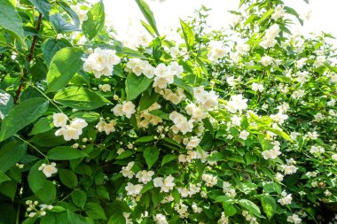 İlkbaharda yasemin çiçekleri