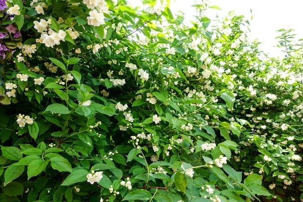 Jasmine flowers in spring — Stock Photo, Image