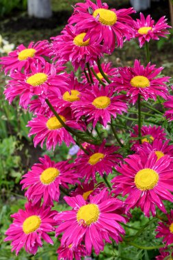 Daisies - pyrethrum on the street clipart