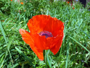 Kırmızı gelincik sokak